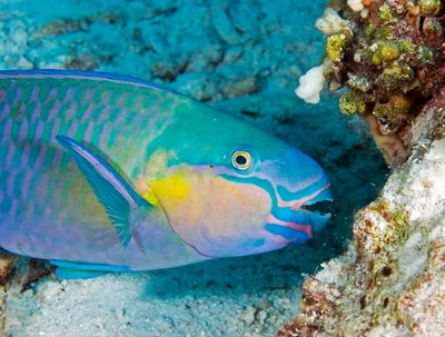 Mister chomp (Chlorurus sordidus)