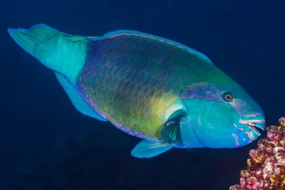 Bullethead Parrotfish, turquoise cheek Indian Ocean terminal phase - Chlorurus sordidus