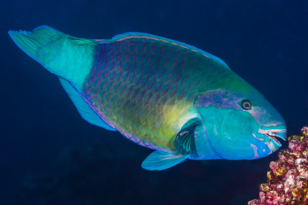 Bullethead Parrotfish, turquoise cheek Indian Ocean terminal phase - Chlorurus sordidus