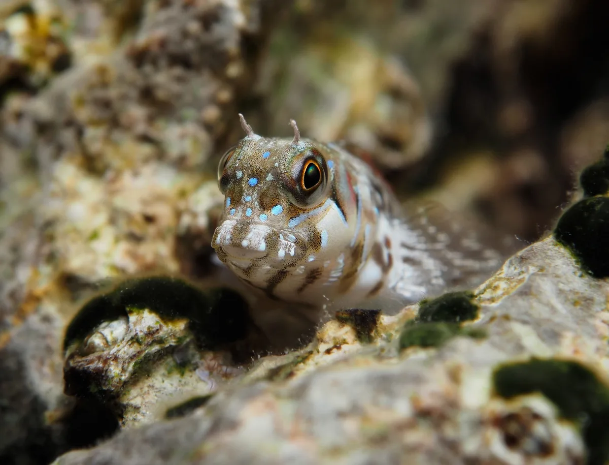 Bullethead Rockskipper