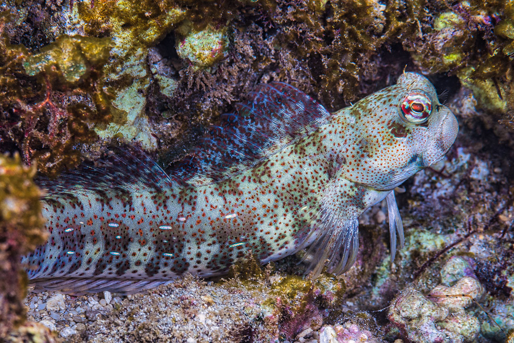 Redspotted blenny - Blenniella periophthalmus