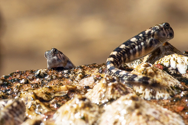 Blenniella periophthalmus