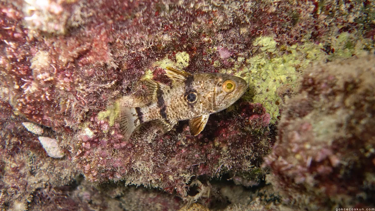 Bullseye Cardinalfish