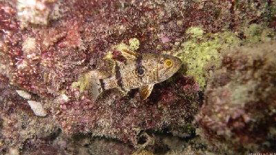 Bullseye Cardinalfish