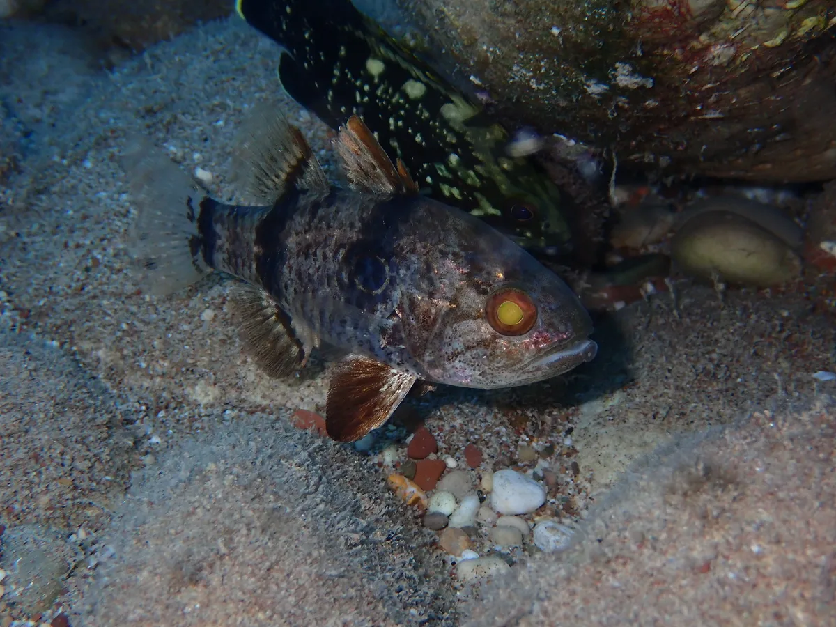 Apogonichthyoides pharaonis