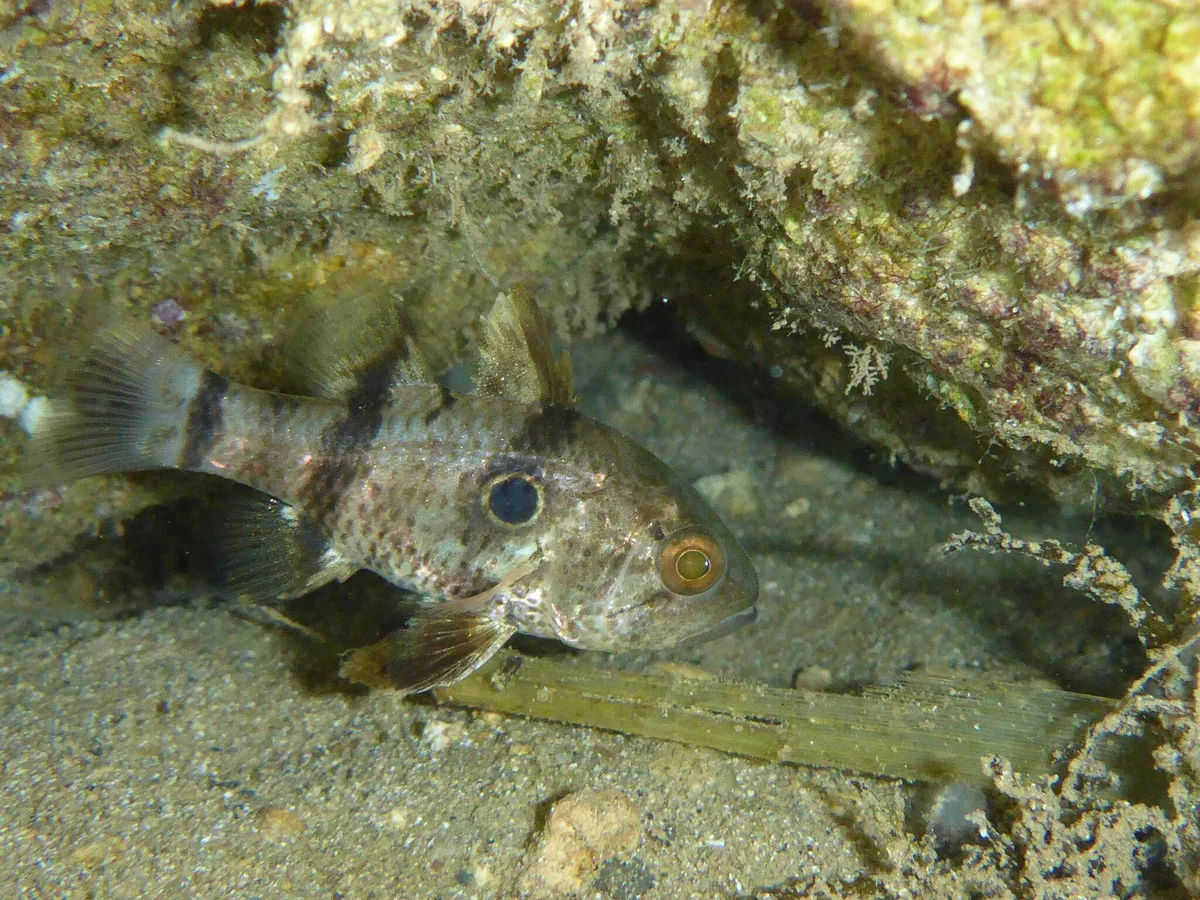 Apogonichthyoides pharaonis - Paralímni, Chypre