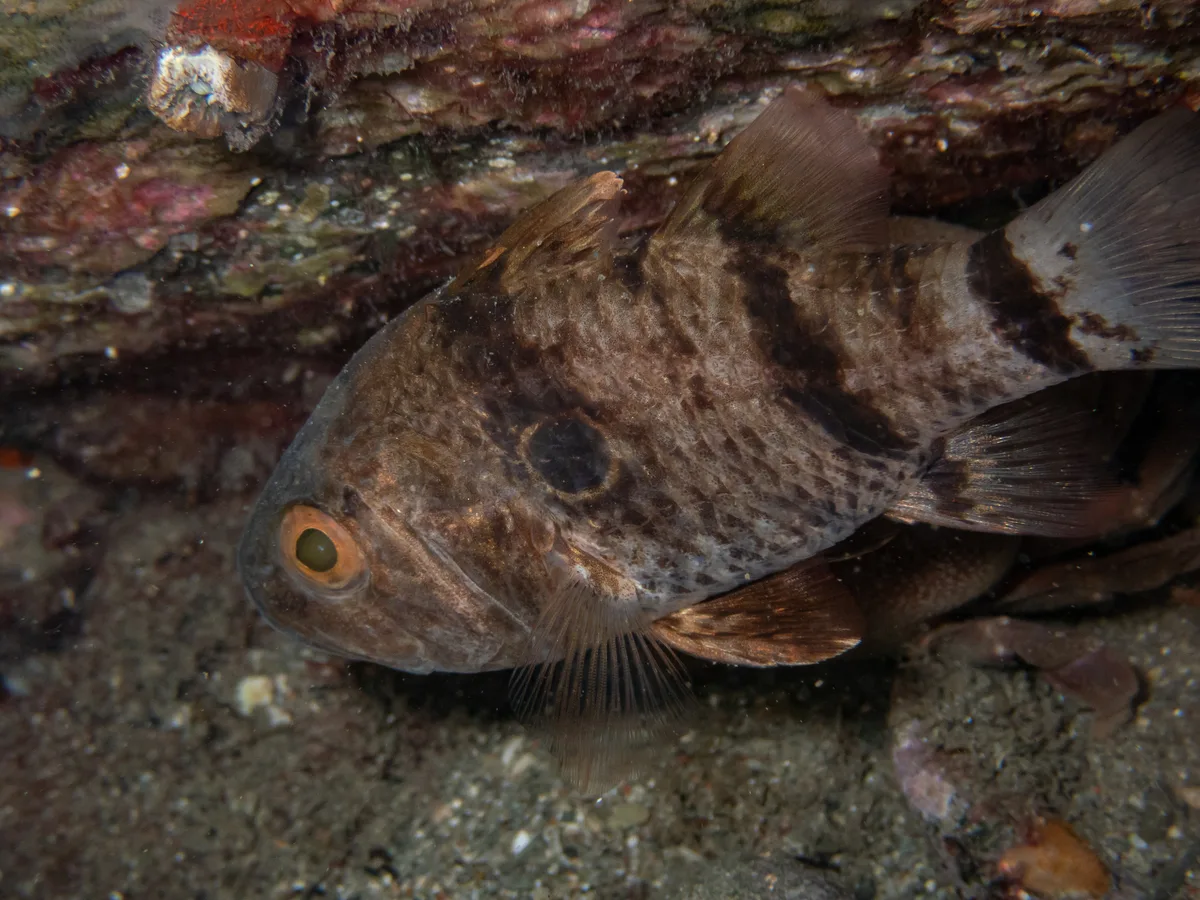 Apogonichthyoides pharaonis - Περιφέρεια Νοτίου Αιγαίου, Ελλάδα