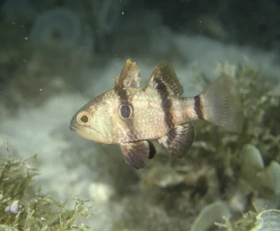 Apogonichthyoides pharaonis - Qurm, Oman