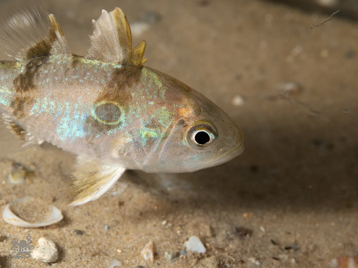 Apogonichthyoides pharaonis - חוף גורדון, ישראל