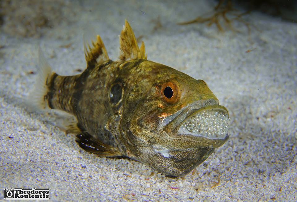 Apogonichthyoides pharaonis - Αμμόχωστος, Κύπρος