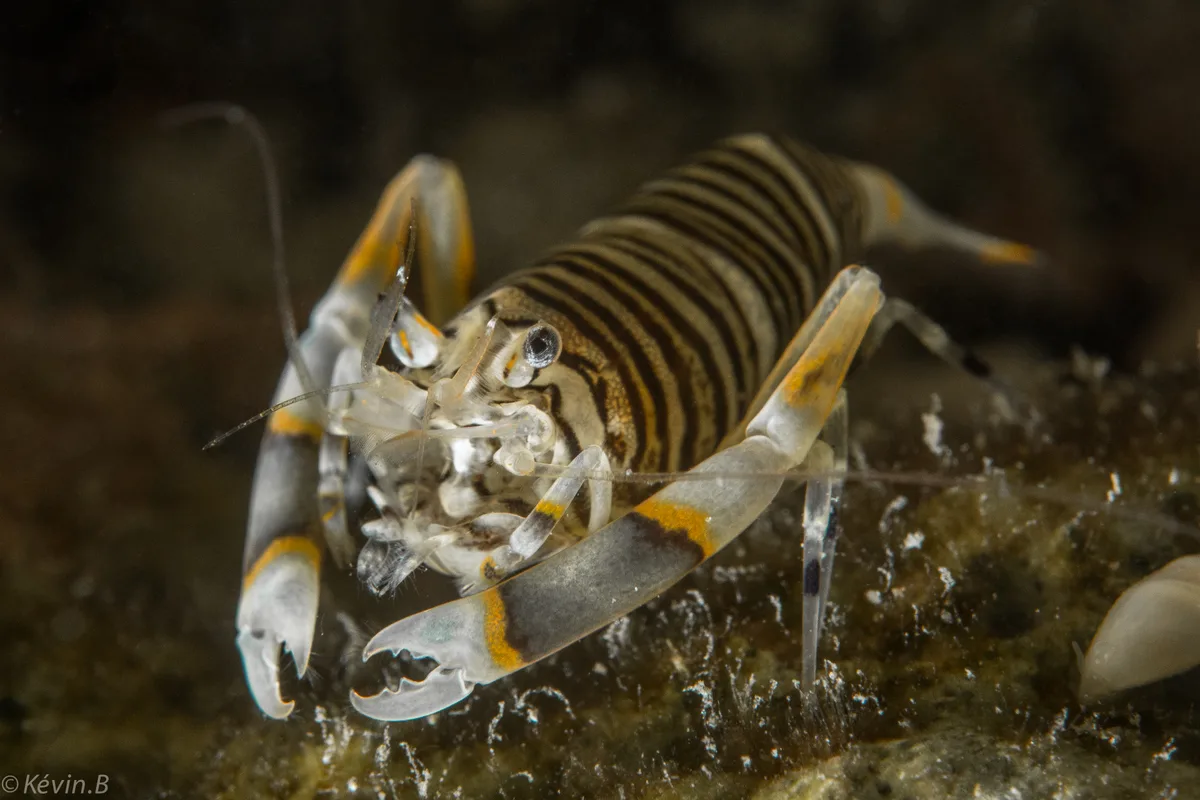 Striped Bumblebee Shrimp