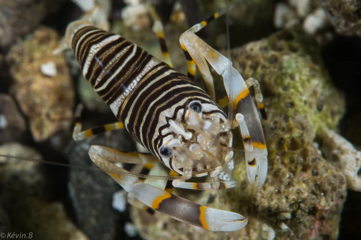Striped Bumblebee Shrimp