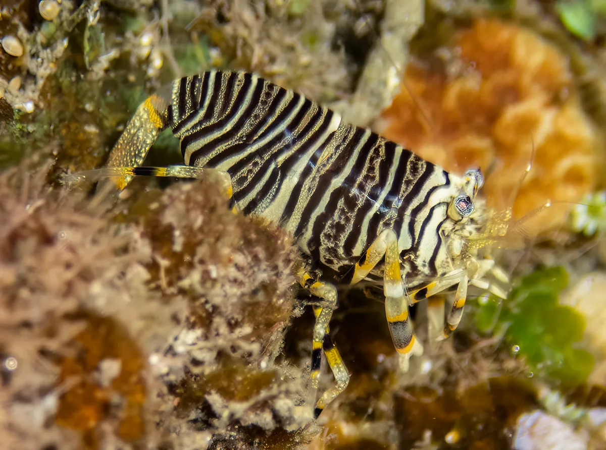 Striped Bumblebee Shrimp