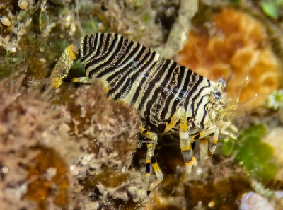 Striped Bumblebee Shrimp
