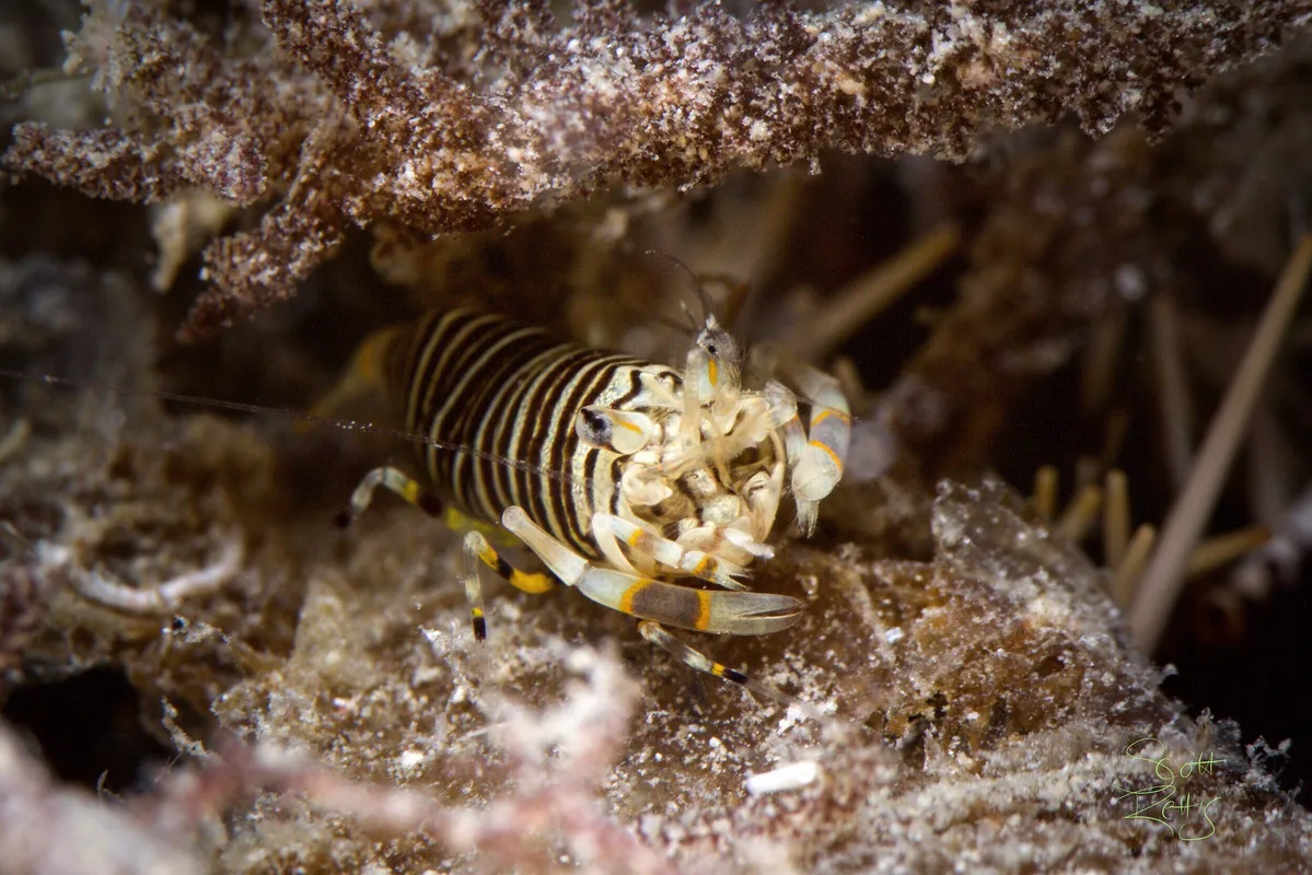 Striped Bumblebee Shrimp