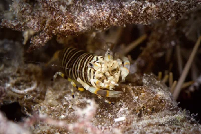 Striped Bumblebee Shrimp