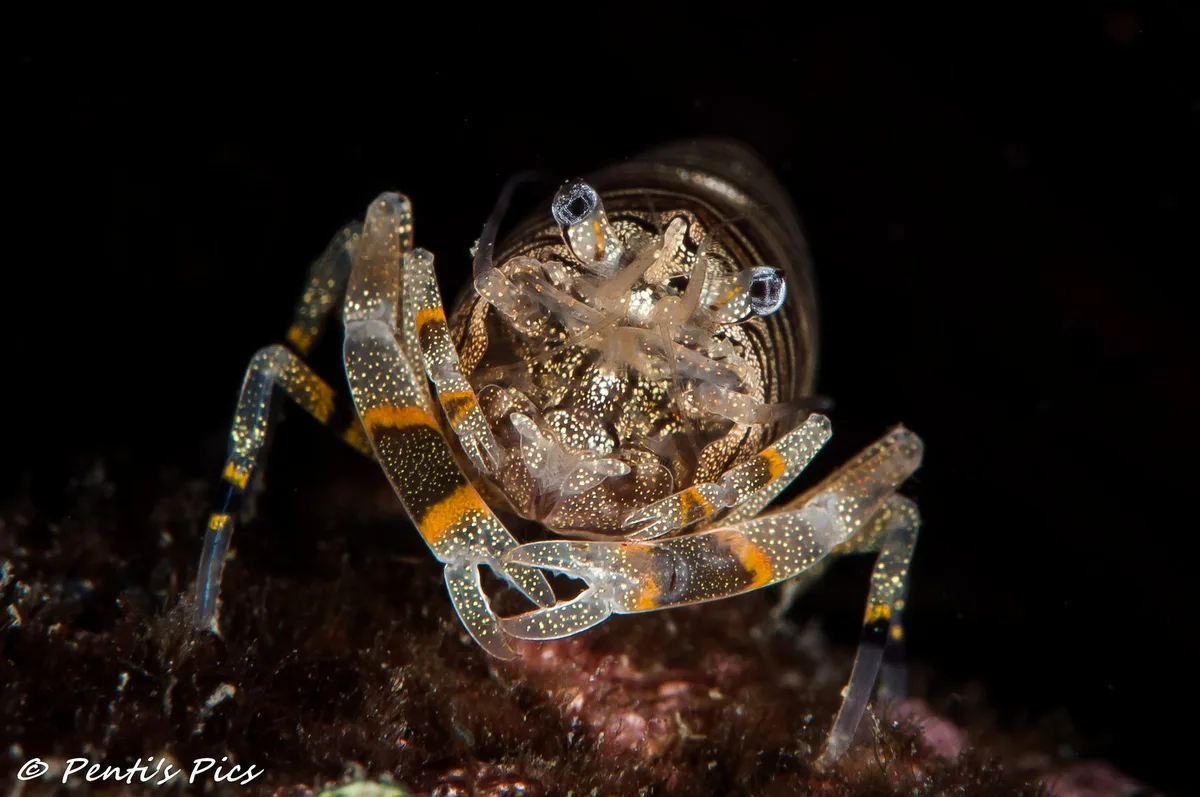 Striped Bumblebee Shrimp