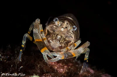 Striped Bumblebee Shrimp
