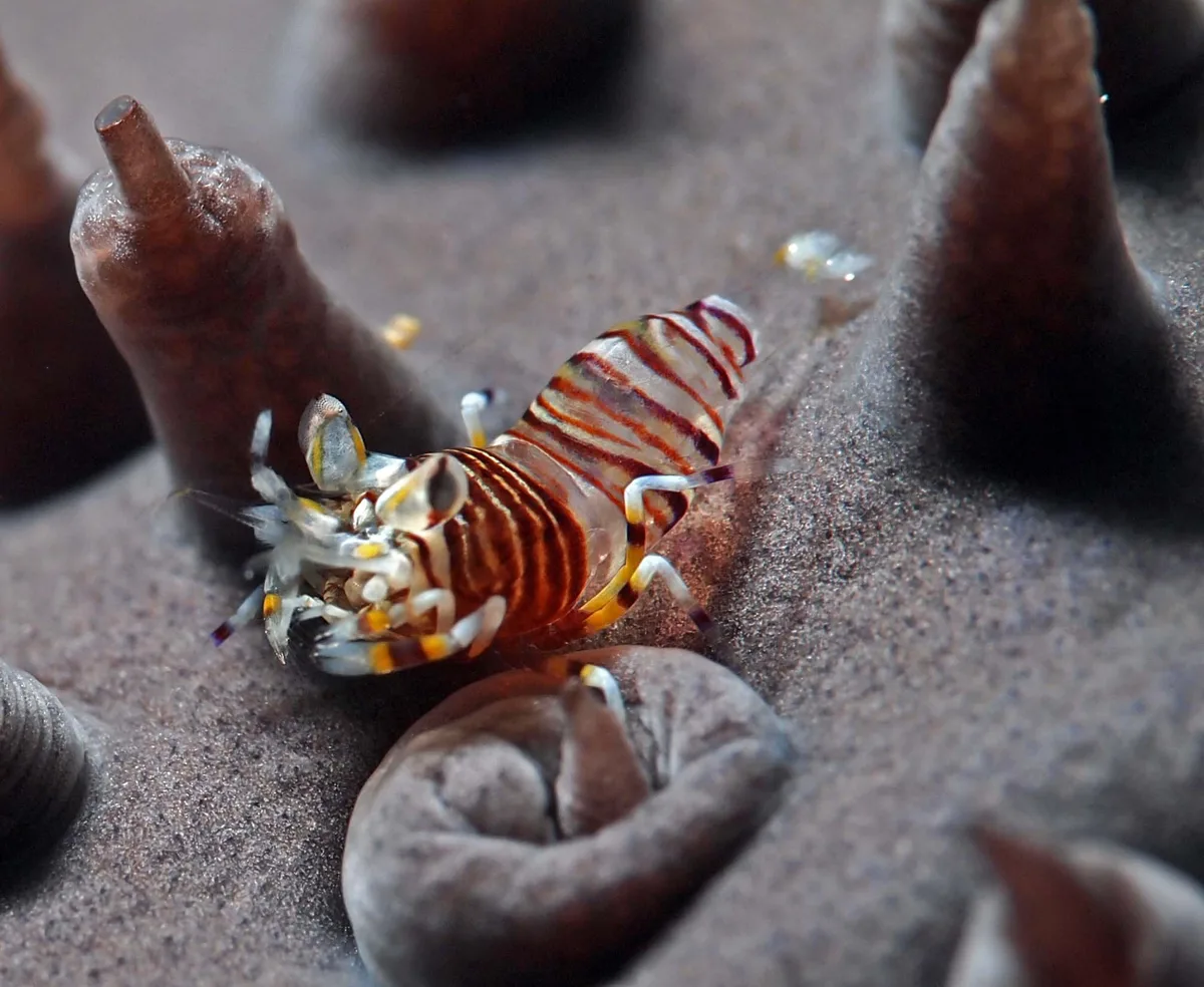 Striped Bumblebee Shrimp