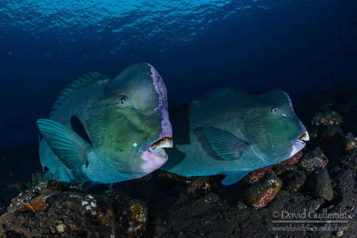 Bumphead Parrotfish