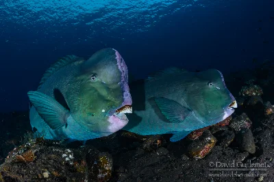 Bumphead Parrotfish