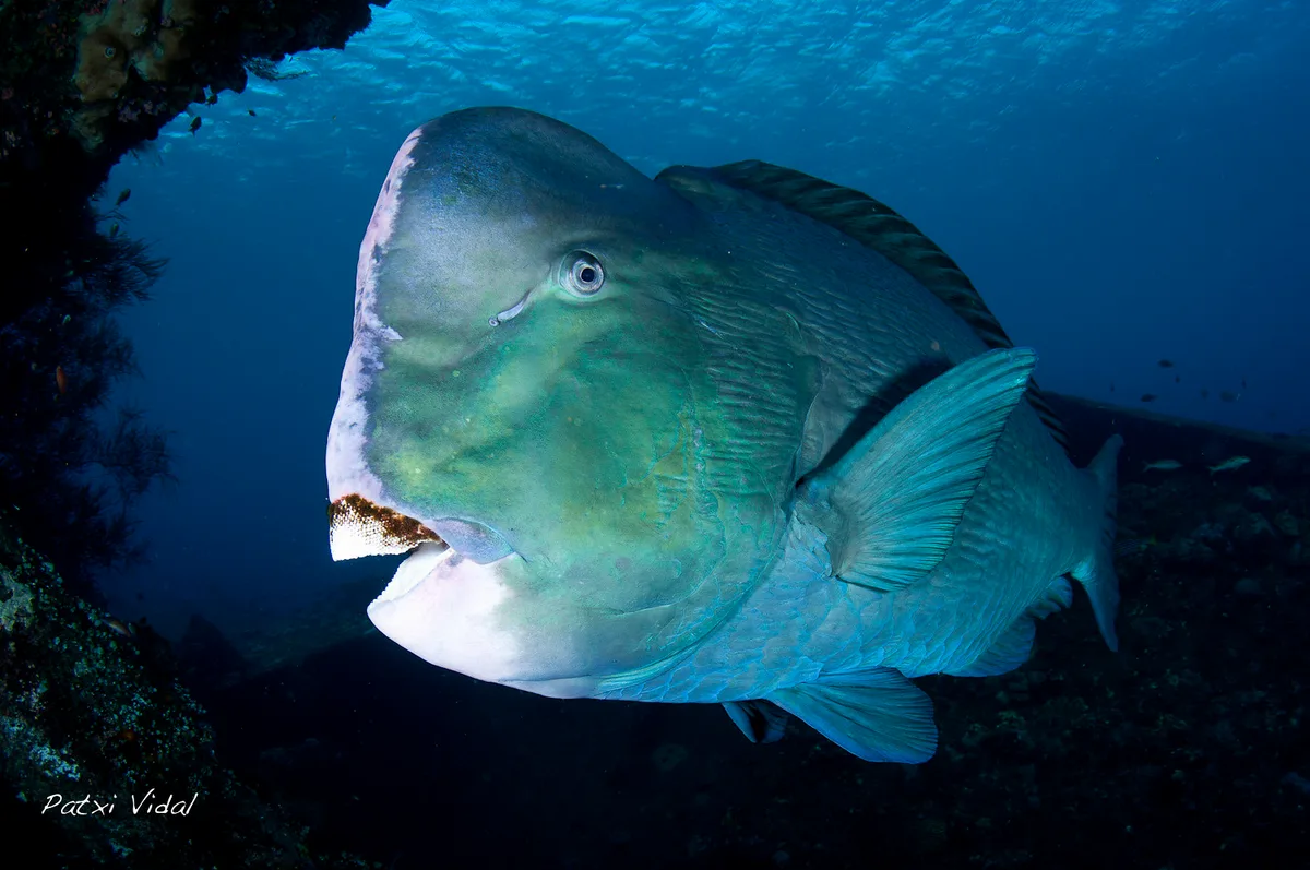 Bumphead Parrotfish