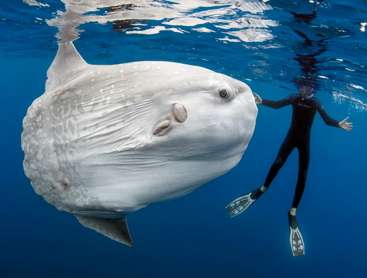Bumphead Sunfish