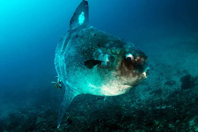 Bumphead Sunfish
