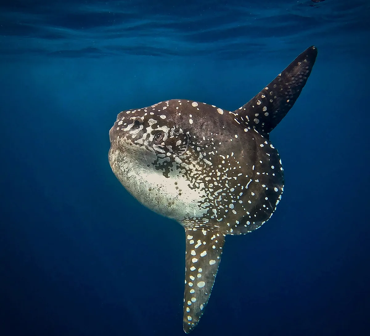 Mola alexandrini - Bali, ID