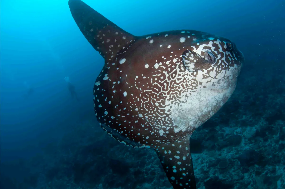 Mola alexandrini - Sampalan No.11, Batununggul, Kec. Nusa Penida, Kabupaten Klungkung, Bali 80771, Indonesia