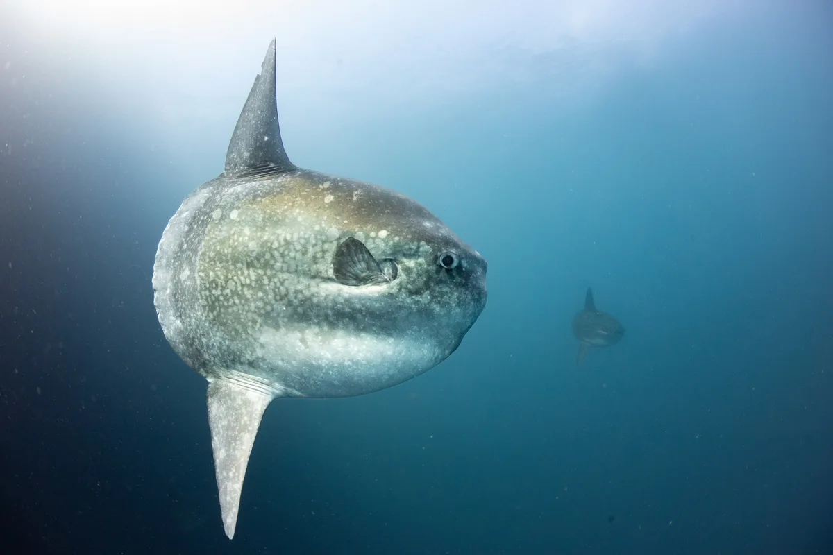 Mola alexandrini - Pacific Ocean, Isabela, Galapagos, EC