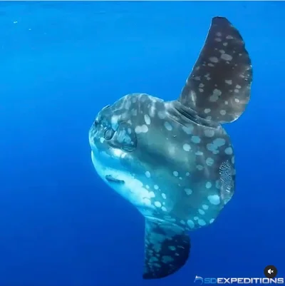 Mola alexandrini