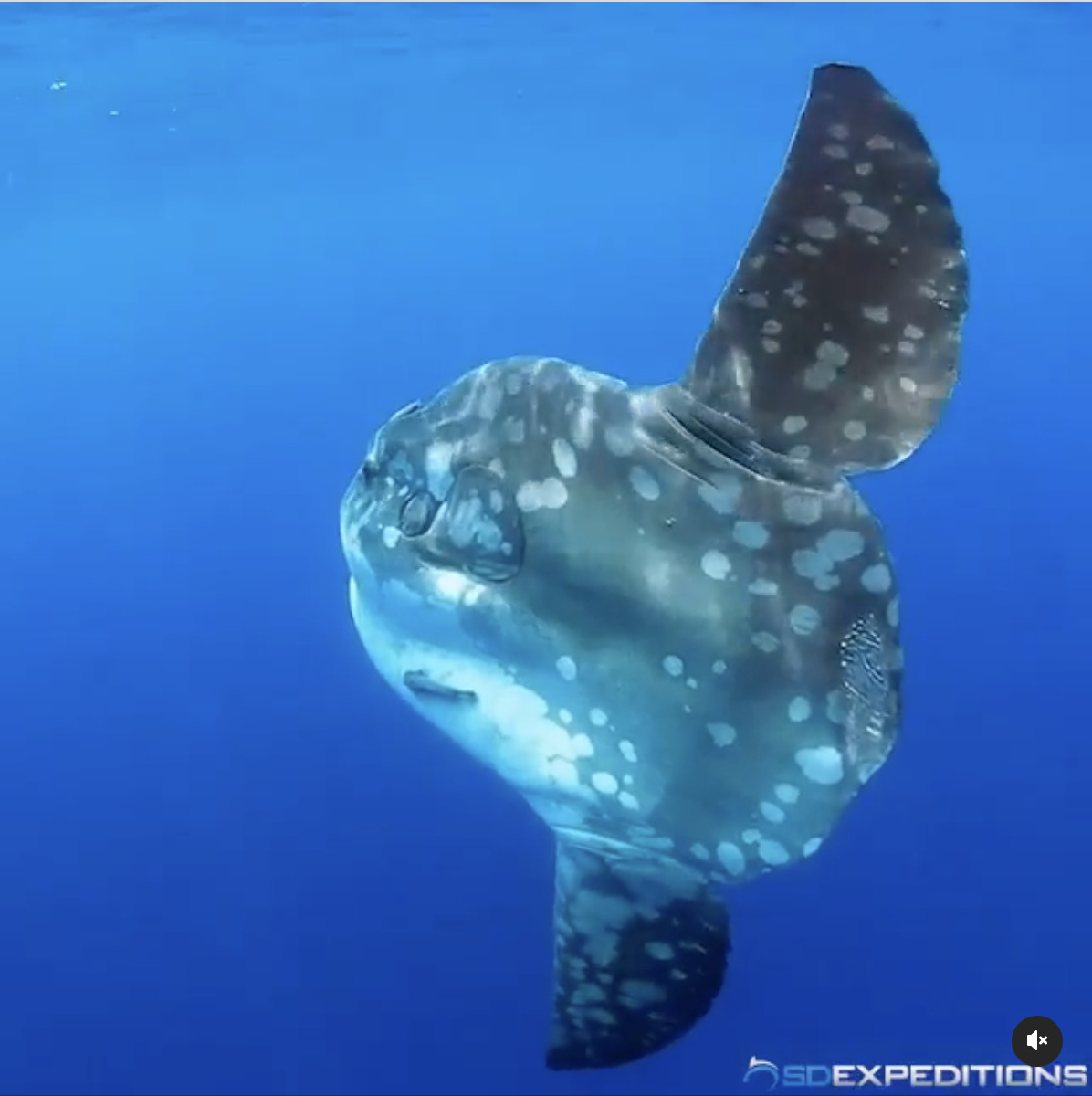 Mola alexandrini