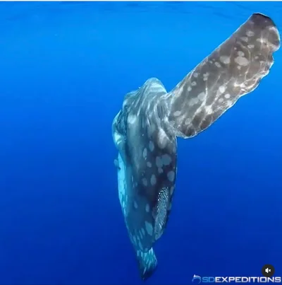 Mola alexandrini