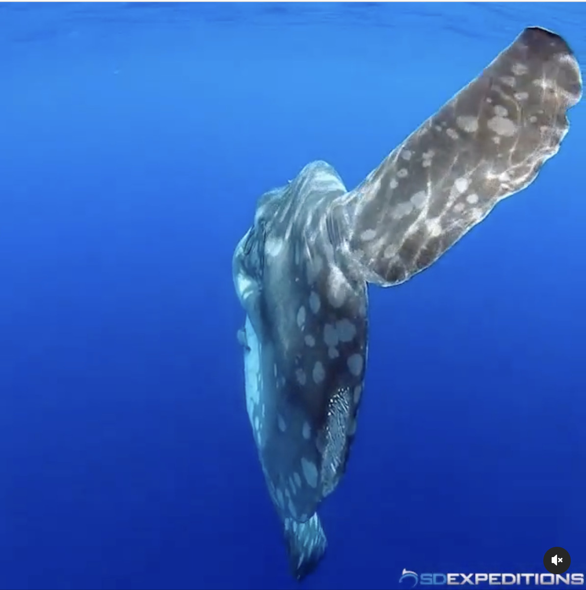 Mola alexandrini