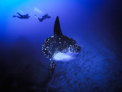 Mola alexandrini - Bali, ID
