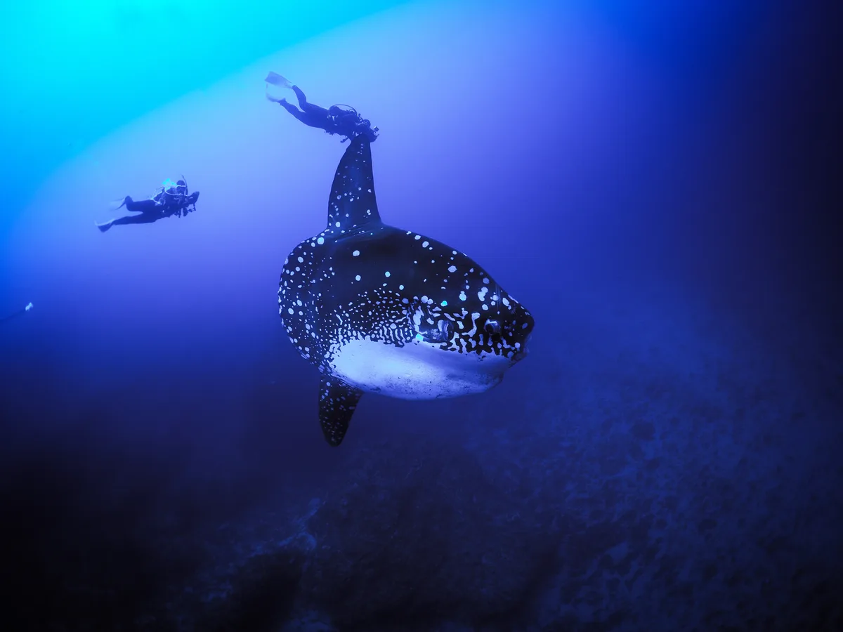 Mola alexandrini - Bali, ID