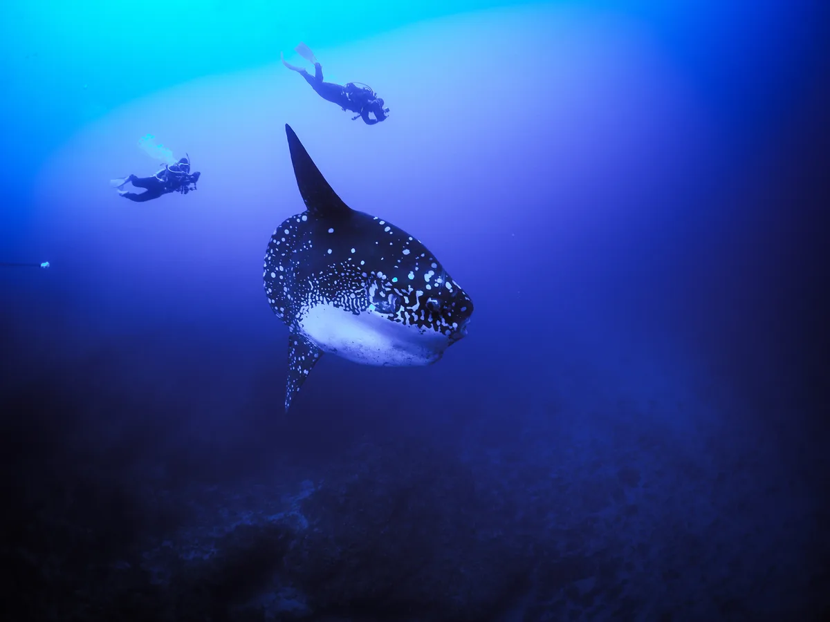 Mola alexandrini - Bali, ID
