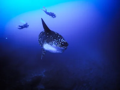 Mola alexandrini - Bali, ID