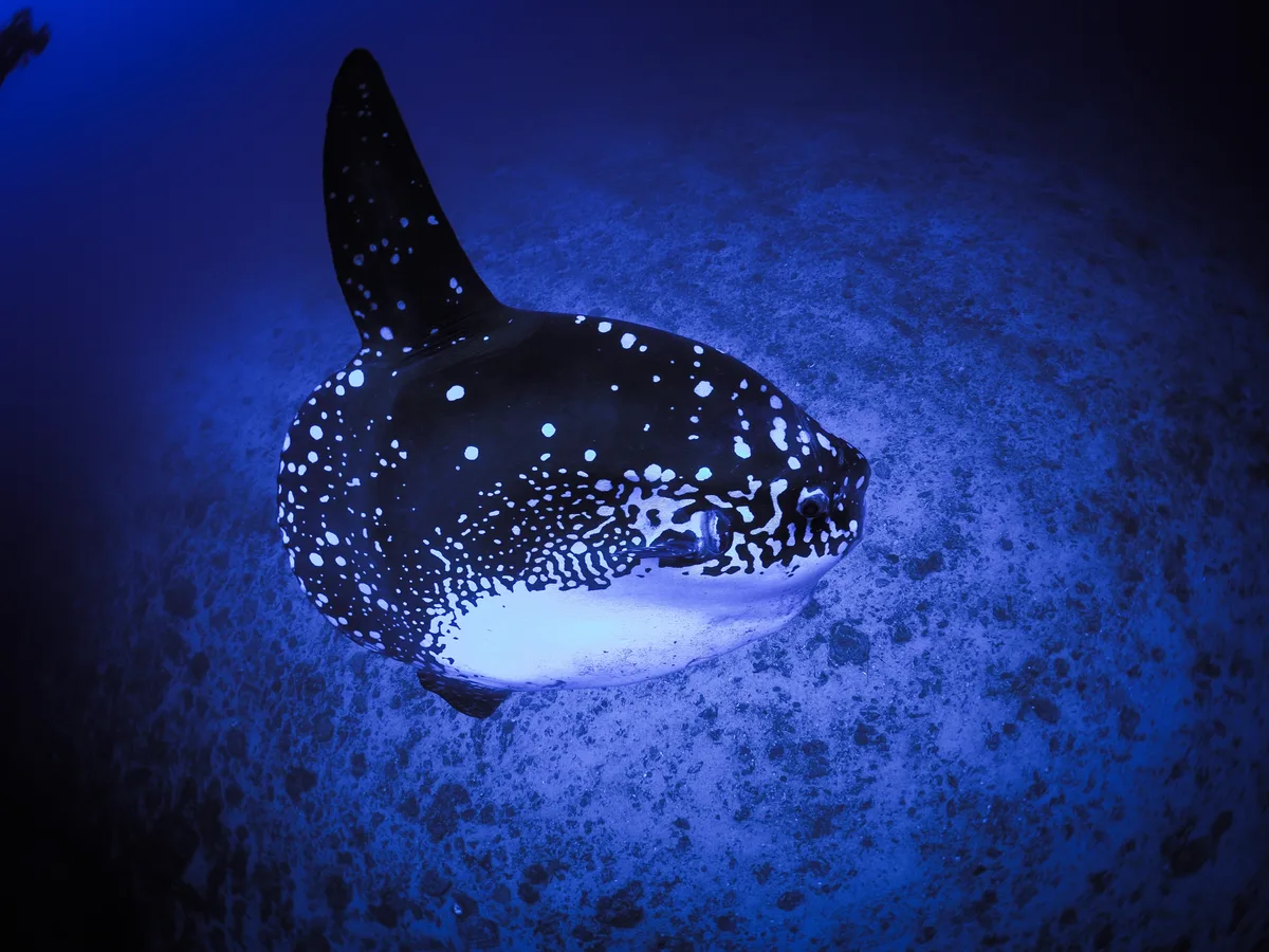 Mola alexandrini - Bali, ID