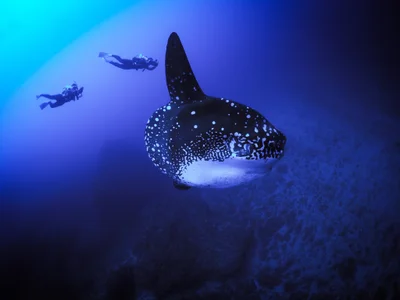 Mola alexandrini - Bali, ID