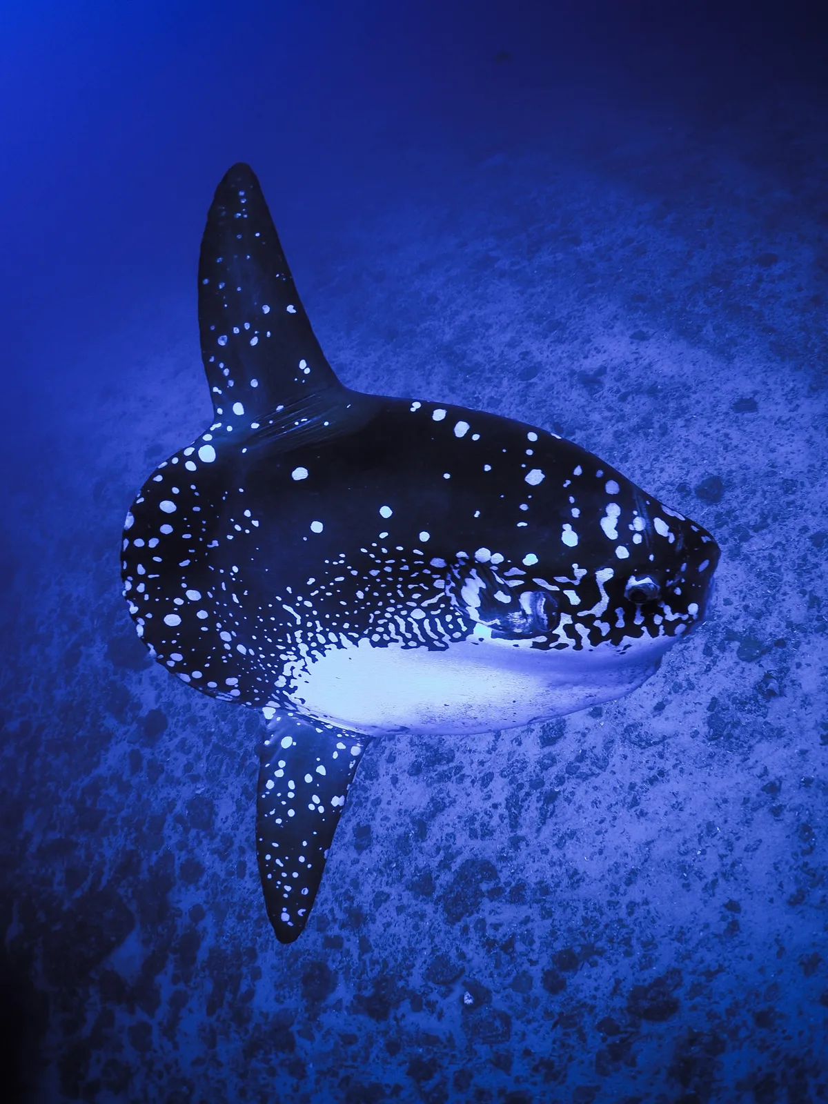 Mola alexandrini - Bali, ID