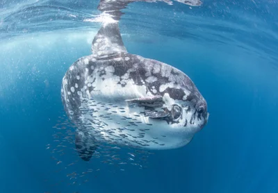 Mola alexandrini - Northland Region, New Zealand