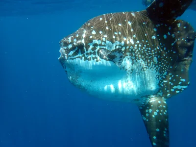 Mola alexandrini - Alor Island, Alor Regency, East Nusa Tenggara, Indonesia
