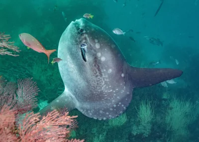 Mola alexandrini - Isabela, Parque Nacional Galápagos, Galápagos, Ecuador