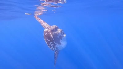 Mola alexandrini - Trench from Lord Howe Island to Balls Pyramid