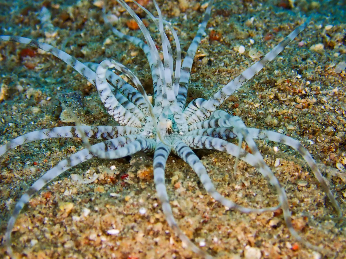 Burrowing Sea Anemone
