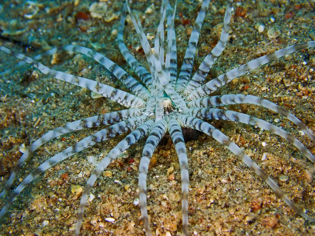 Burrowing Sea Anemone