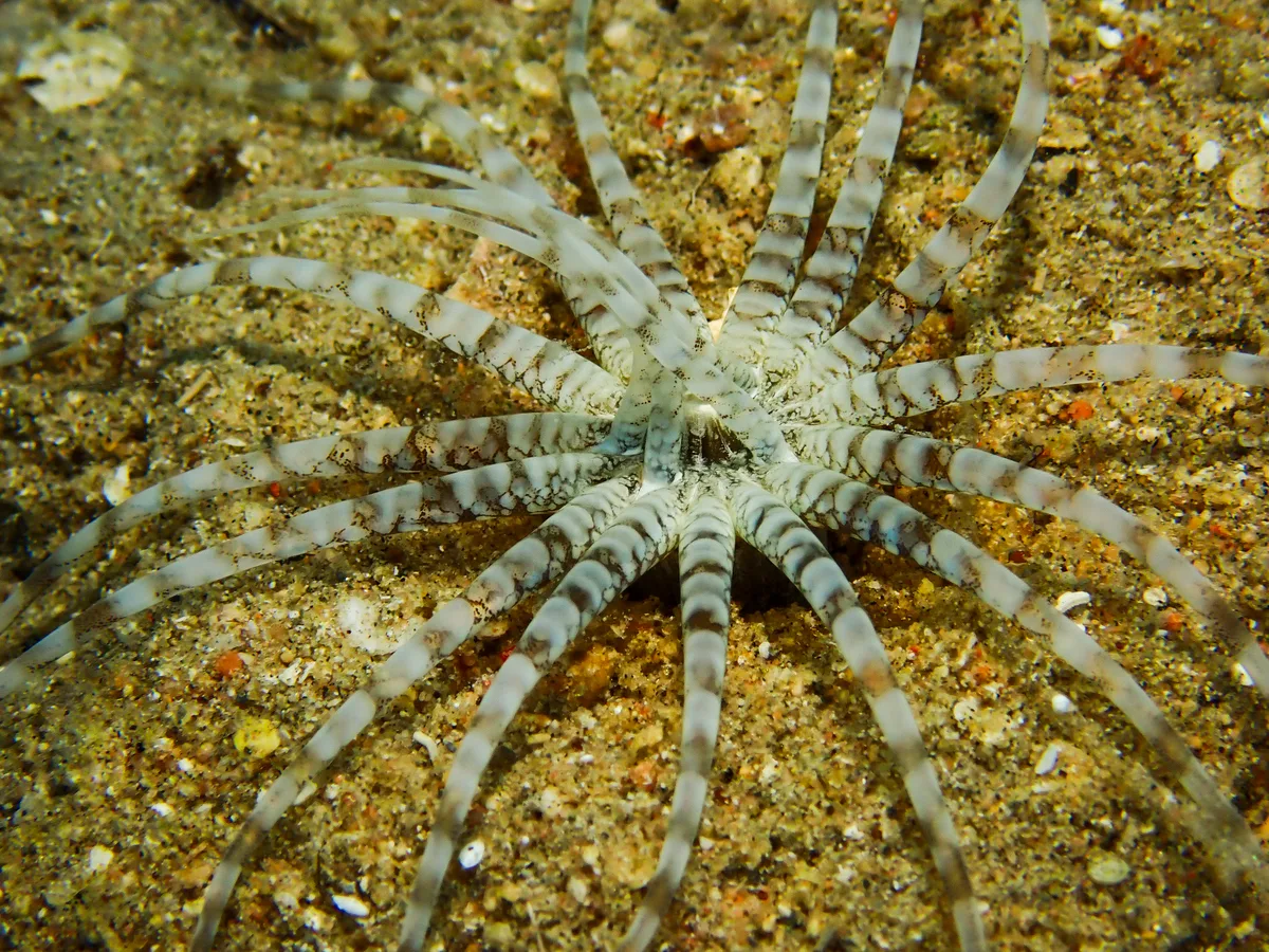 Burrowing Sea Anemone