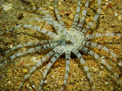 Burrowing Sea Anemone